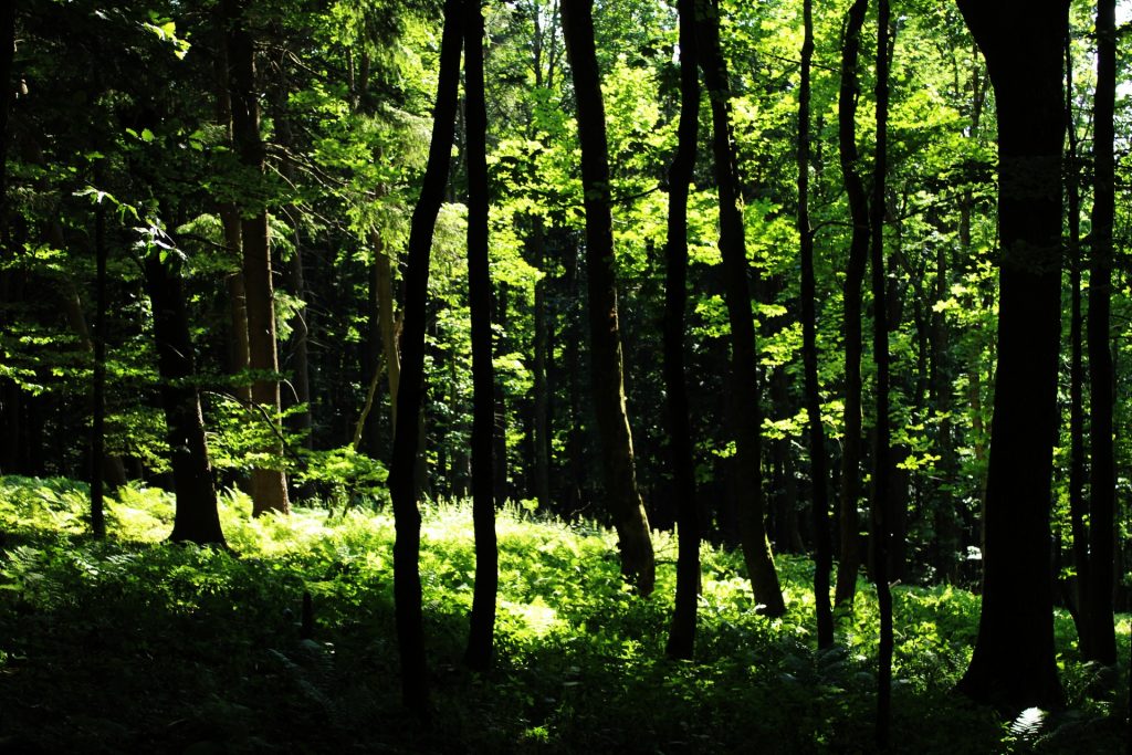 czeskie lasy